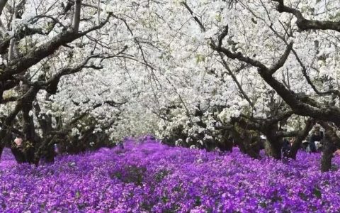 免费的错觉与知识的重量：理性看待高校数字资源的商业逻辑