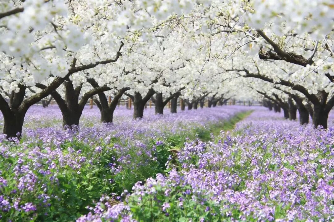 免费的错觉与知识的重量:理性看待高校数字资源的商业逻辑